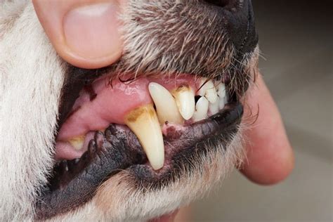 köpeklerde diş çürüğü tedavisi